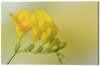 Yellow Freesia On Yellow And Green Background Canvas - Yellow (400x400), Png Download