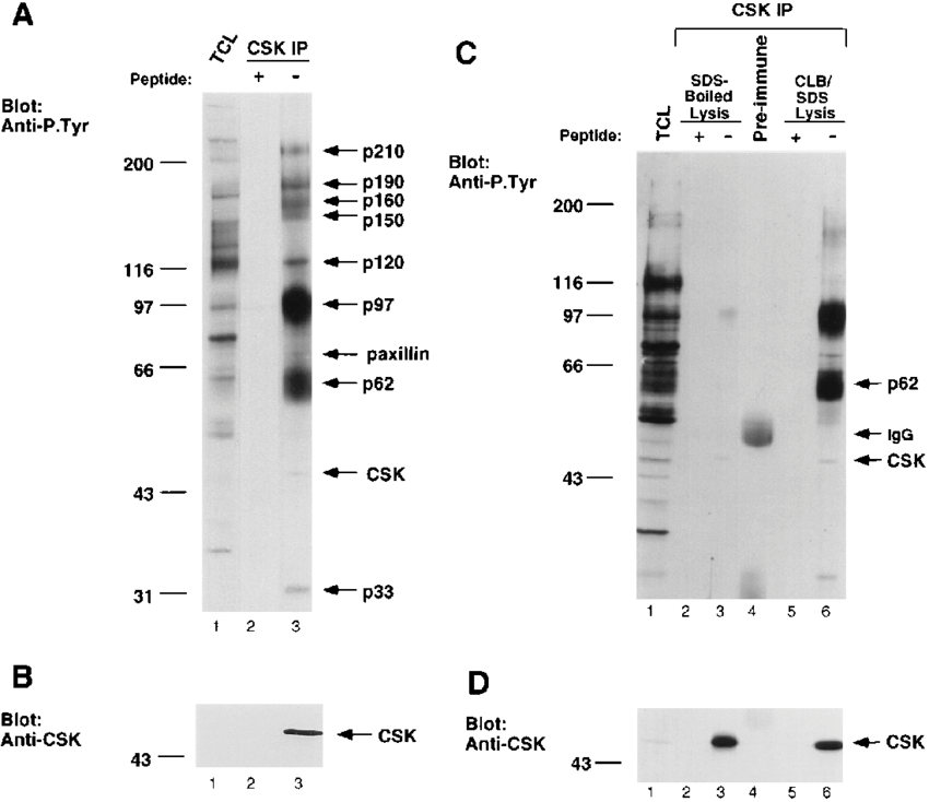 Tyr Containing Proteins Associate With Csk In V Src - Number (850x734), Png Download
