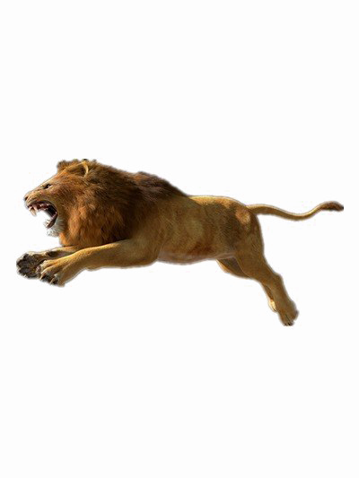 African Lion Png Photos - Lion Pictures Download Hd Free (400x533), Png Download