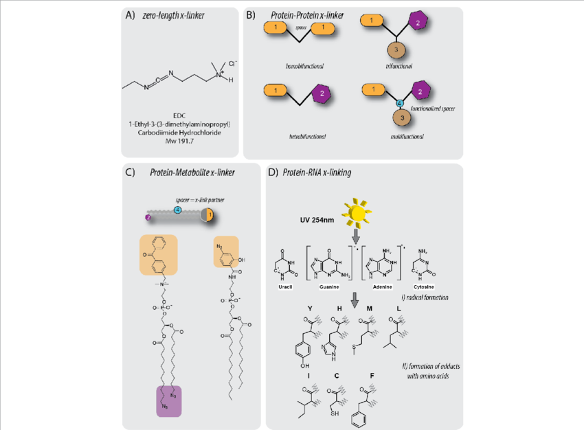 Overview Of Cross-linker Designs And Reactions - Cross-link (850x626), Png Download