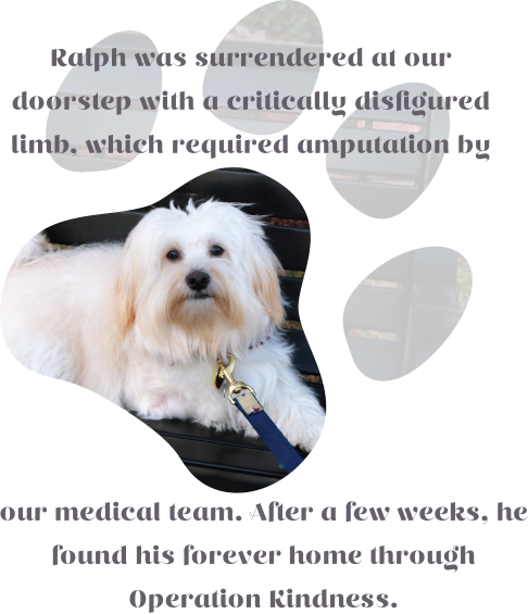 And Dogs From Unnecessary Euthanasia By Expanding And - Maltese (486x565), Png Download