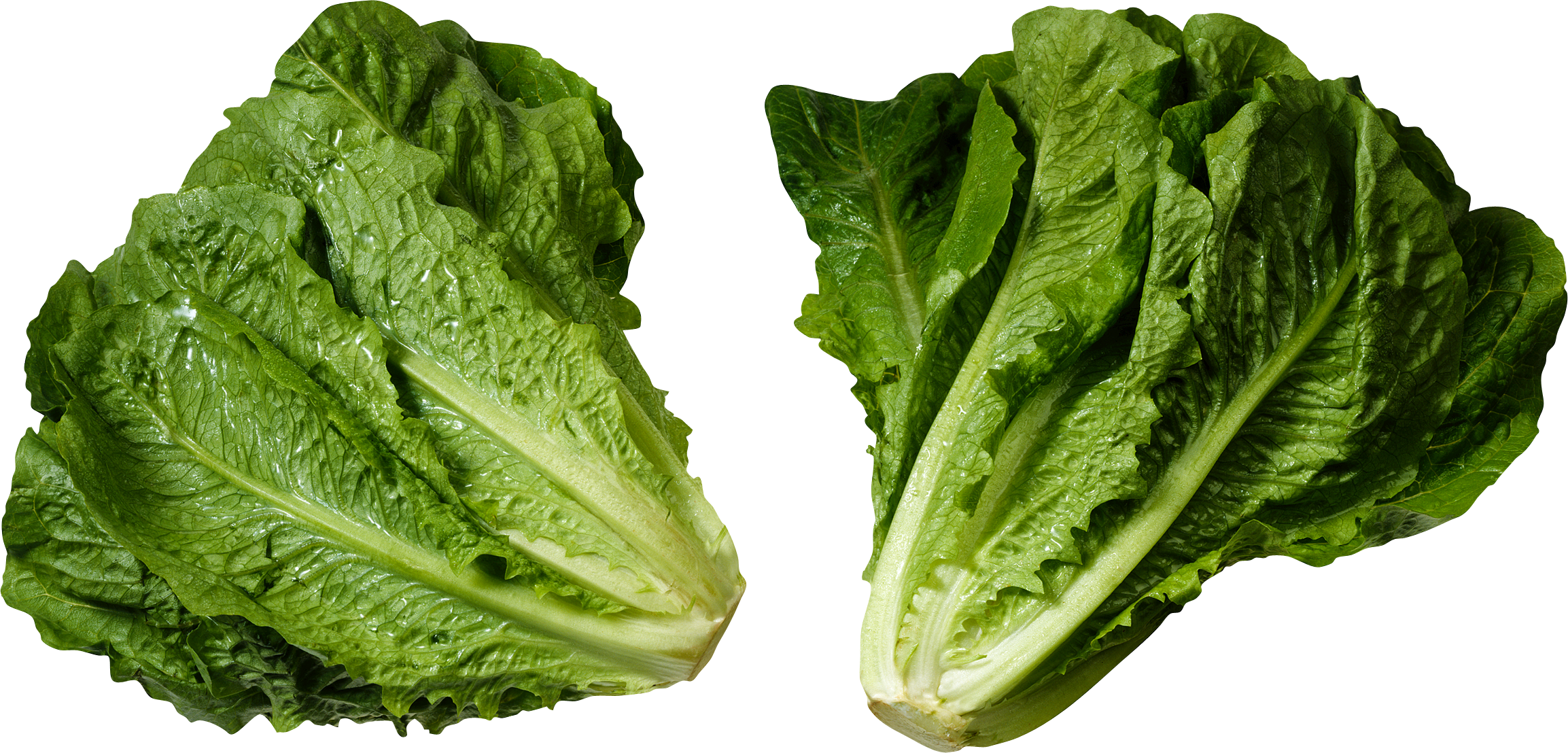 Loose Leaf Romaine Lettuce (2307x1108), Png Download