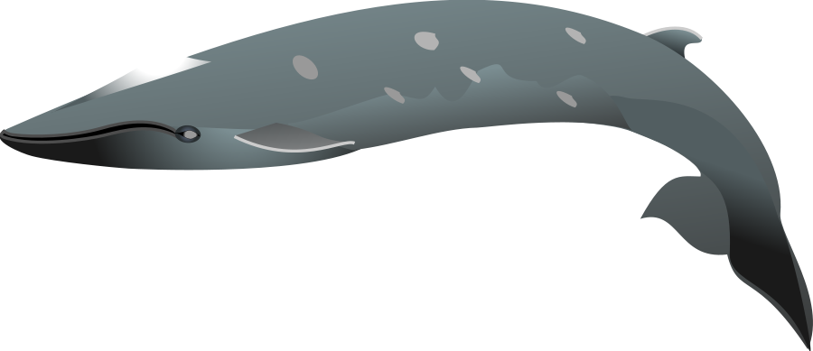 Dolphin Png (900x389), Png Download