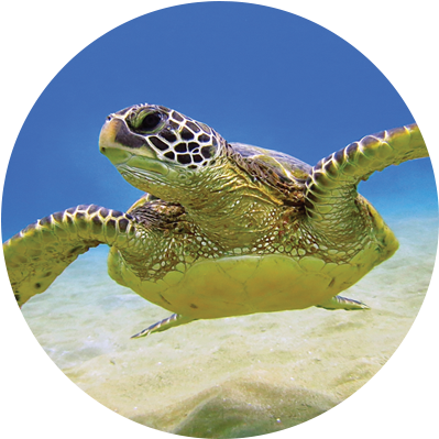 The Largest College At Ucf Offers 15 Undergraduate - Illiterate Storyteller: Meng Qinghua By Meng Qinghua (400x500), Png Download