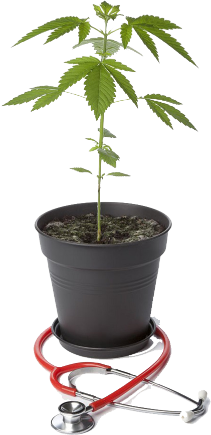 Cannabis (650x976), Png Download
