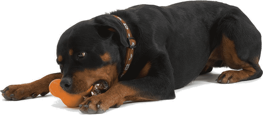 Guaranteed Tough - West Paw Design Zogoflex Tux (844x371), Png Download
