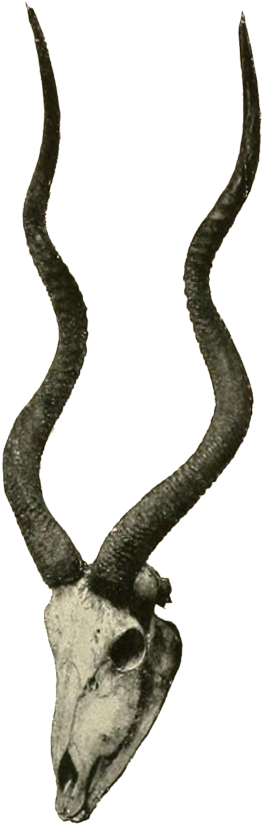 Weight - Addax Horns (300x841), Png Download