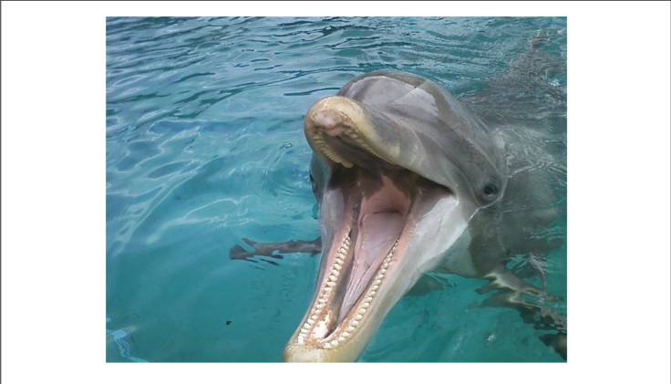 A Dolphin Begging For An Ice Cube - Dolphins Tongue (736x421), Png Download