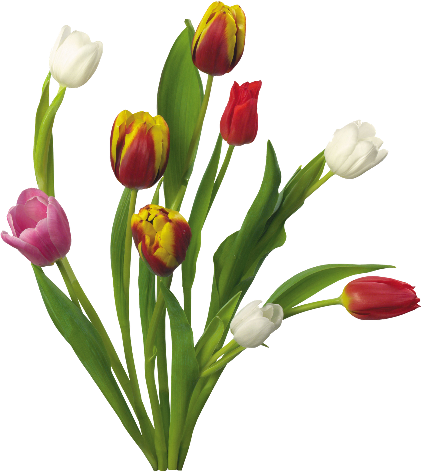 Buke Png (1389x1600), Png Download
