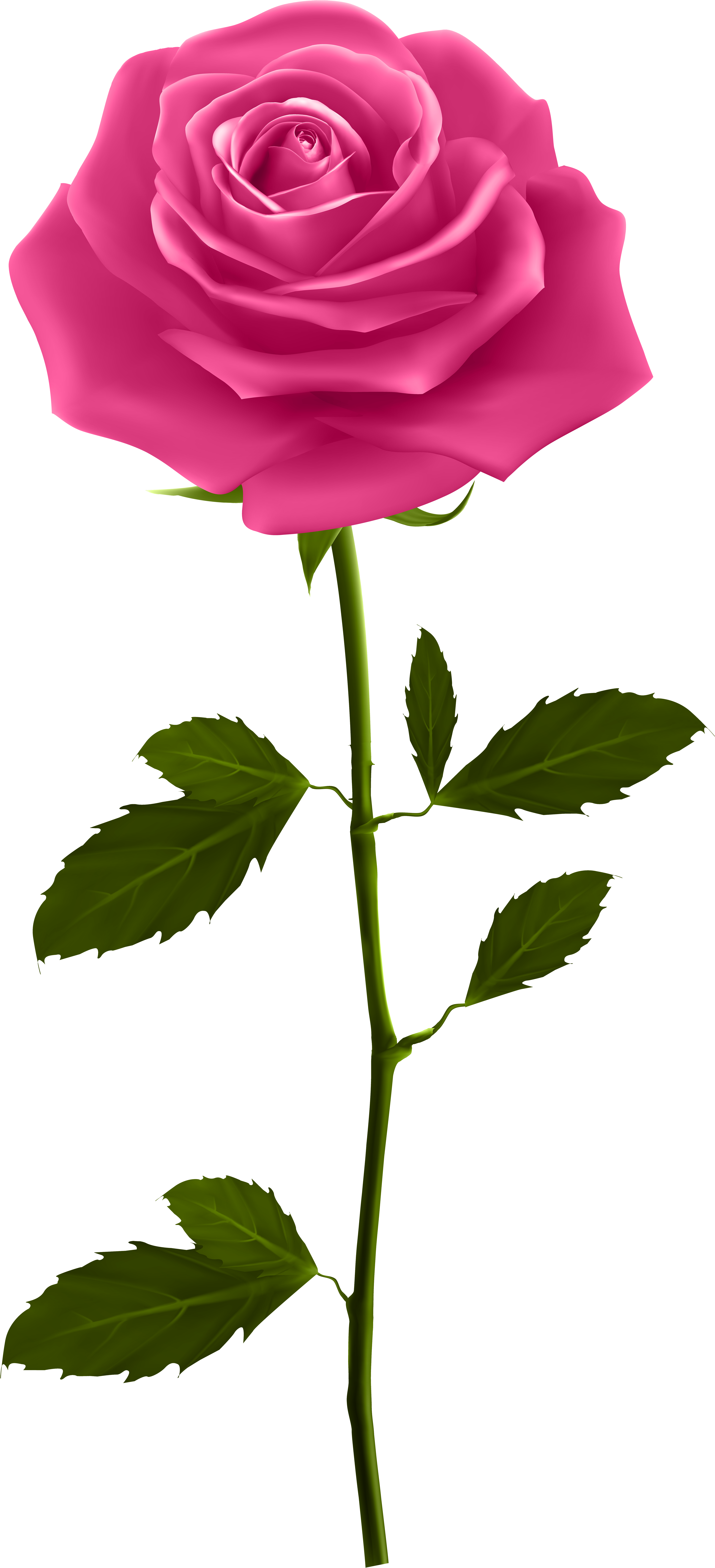 Red Rose Petals Png Download - Pink Rose With Stem (3741x8000), Png Download