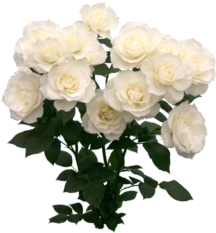 123 Images About Png On We Heart It - Floribunda (768x768), Png Download