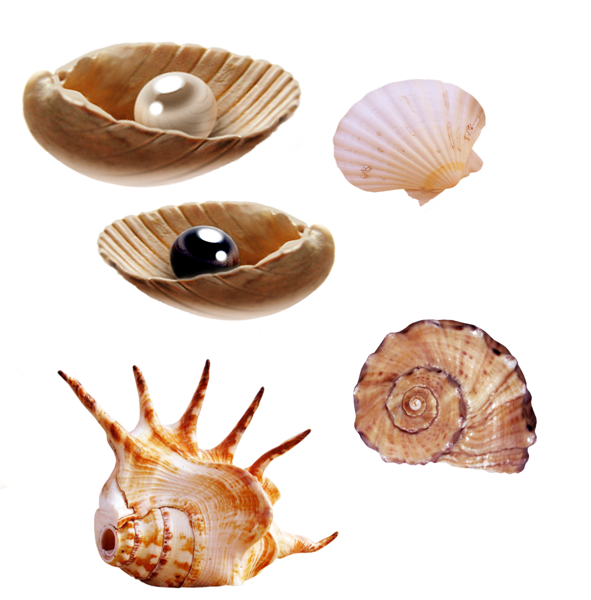 Sea Creatures Png By Pngimagesfree - Clip Art For Sea Creatures (1210x1202), Png Download