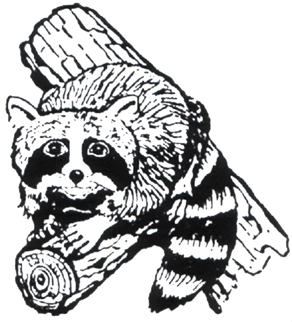 Raccoon - Illustration (948x1045), Png Download