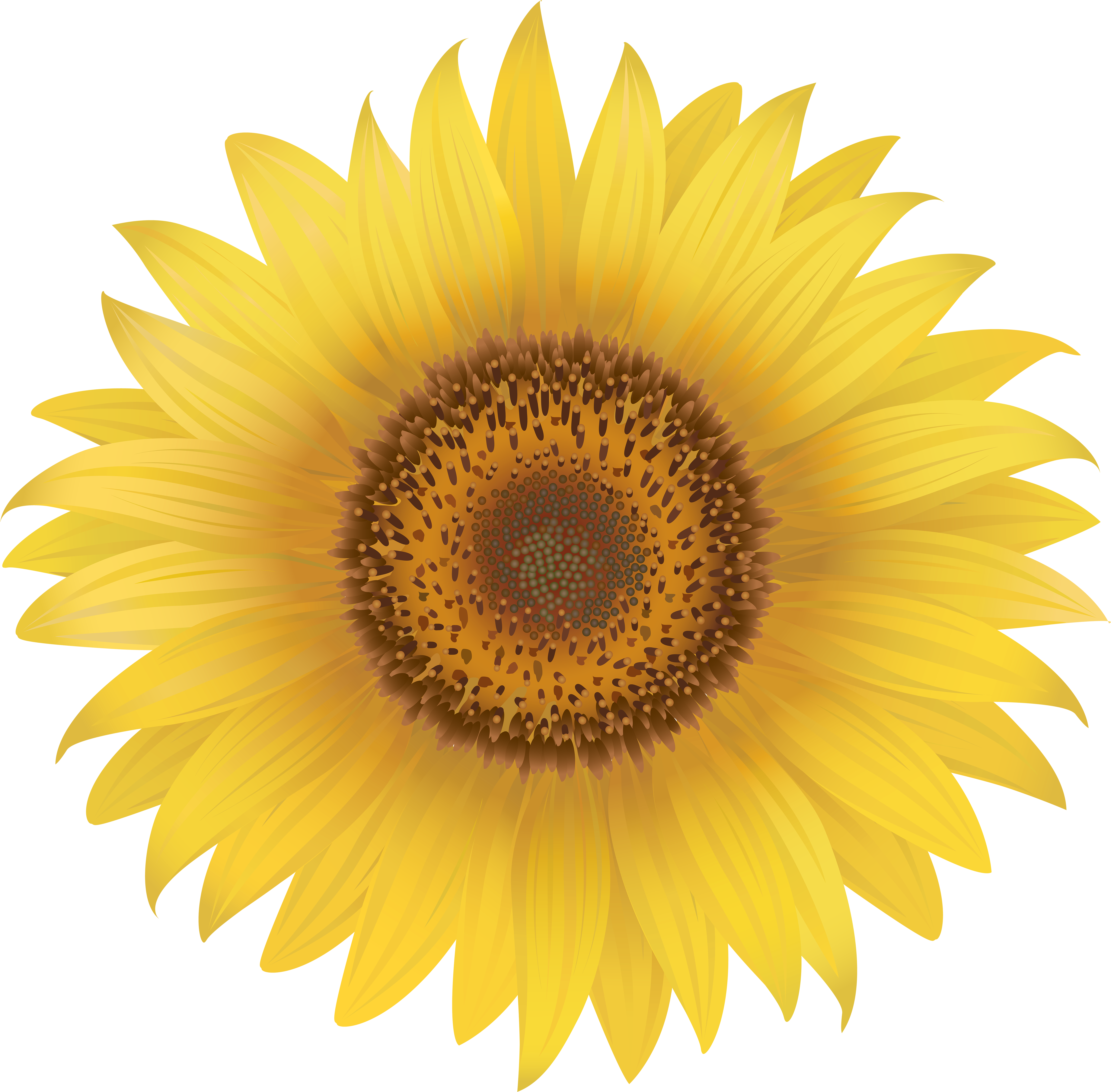 Sunflower Png (6000x5900), Png Download