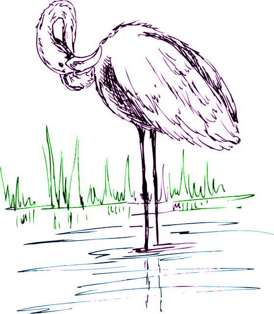 Water, Drawing, Bird, Grass, Wings, Art, Flamingo - Flamingo In Water Drawing (559x640), Png Download