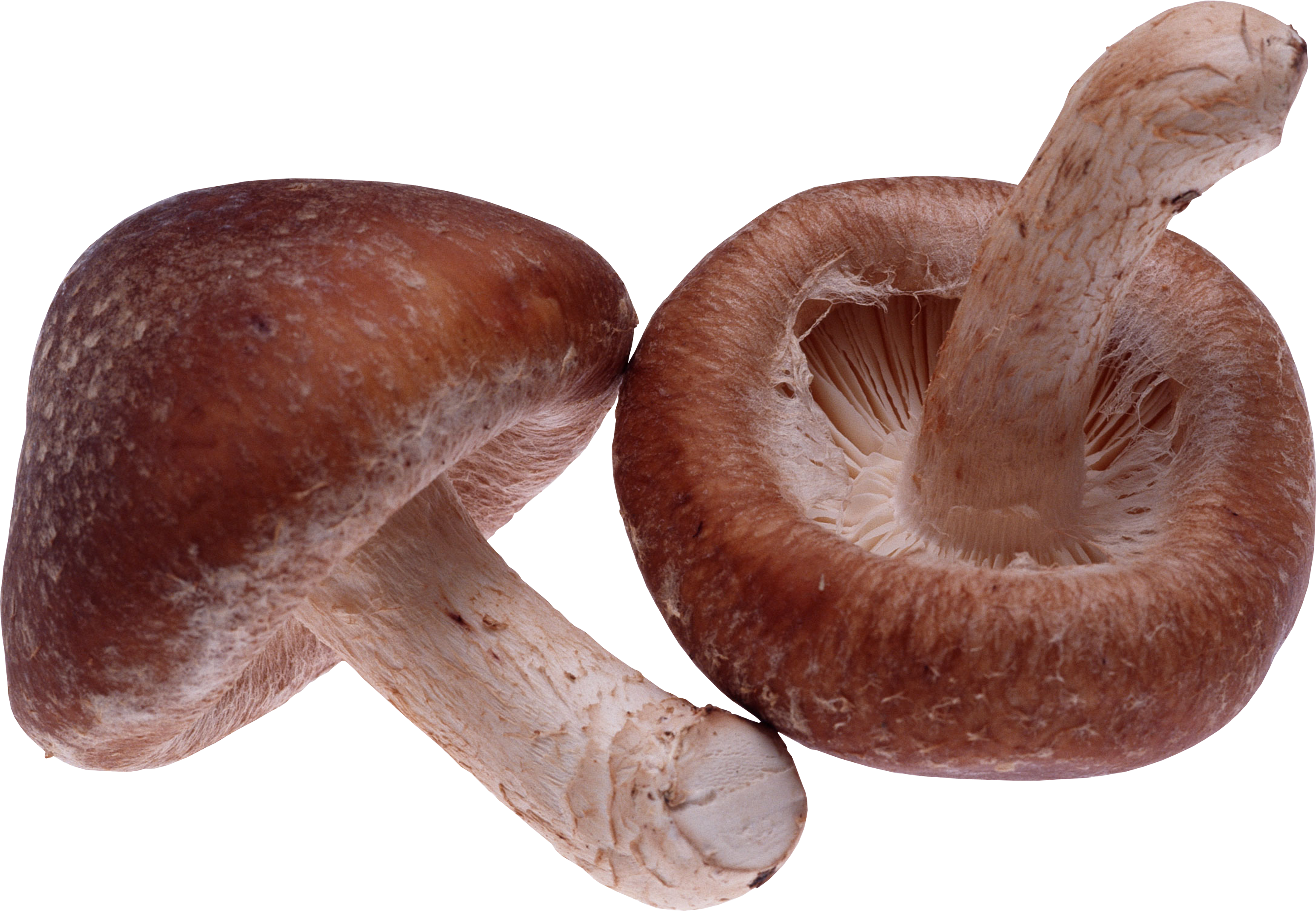 Agaricus Png (3088x2138), Png Download