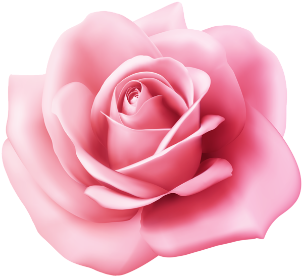 Garden Roses (600x549), Png Download