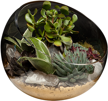 Succulent Garden - Ceramic (600x600), Png Download