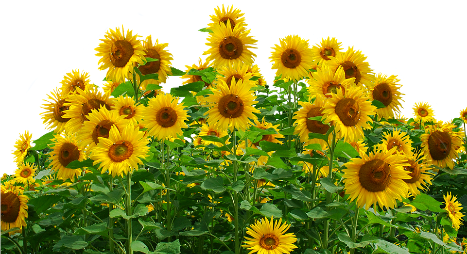 Free Photo Flower Sunflower Summer Yellow Flower Nature - Sunflowers Png (960x690), Png Download