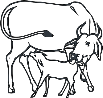 Image Result For Dairy Cow Faces Coloring Pages Indian - Cow And Calf Drawing (405x363), Png Download