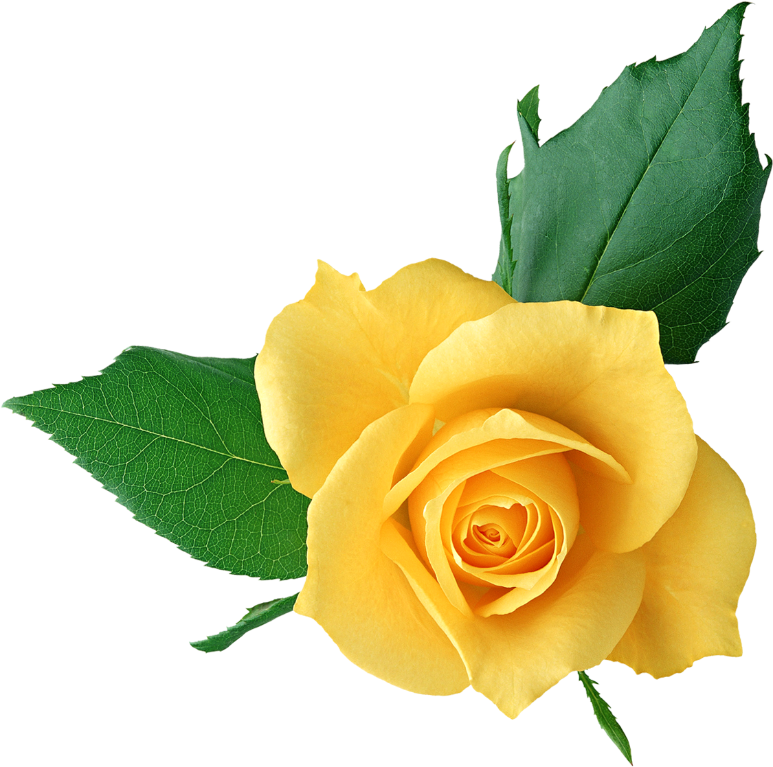 Yellow Flower Clipart Png Format - Clip Art Yellow Rose Png (1268x1153), Png Download