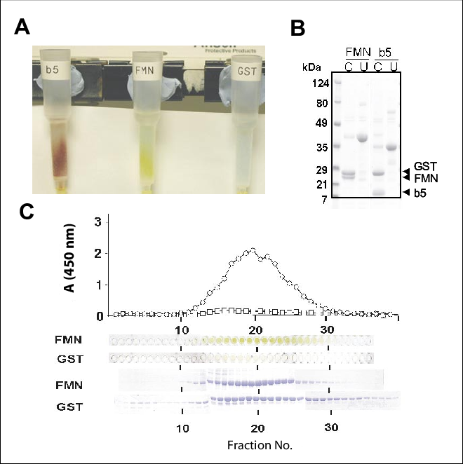 Visualization Of Gst Fusions During Purification - Glutathione S-transferase (660x662), Png Download