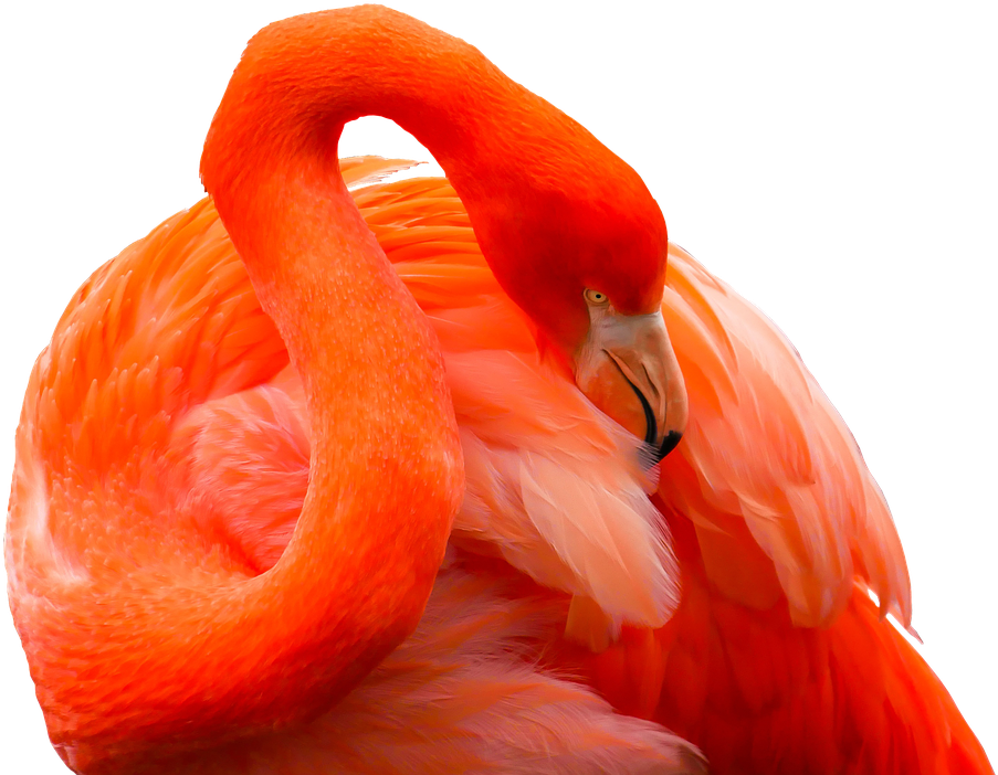 Animal, Bird, Flamingo, Feather, Red, Bill, Exotic, - Orange Flamingo (960x715), Png Download
