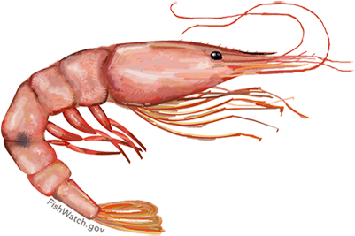 Pink Shrimp - Farfantepenaeus Duorarum (640x427), Png Download