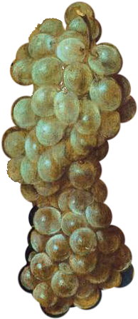 Grapes - Giuseppe Arcimboldo (1000x1308), Png Download