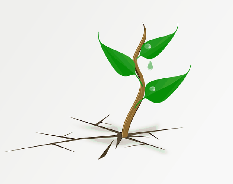Mb Image/png - Plant Growing Clipart (800x630), Png Download