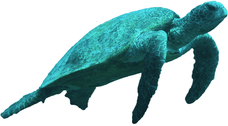 Sea Turtle Slide - Stuffed Toy (1650x900), Png Download