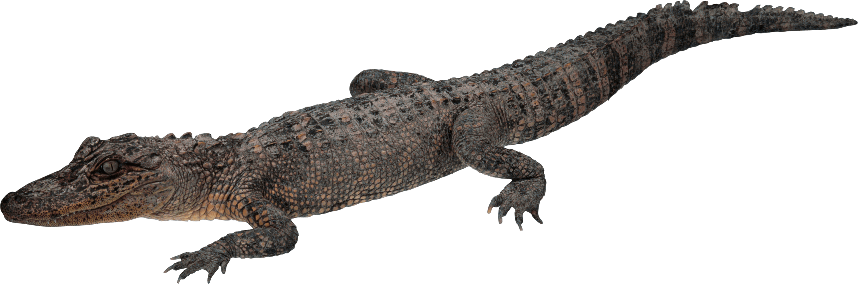 Crocodile Walking - Crocodile With Transparent Background (3000x994), Png Download