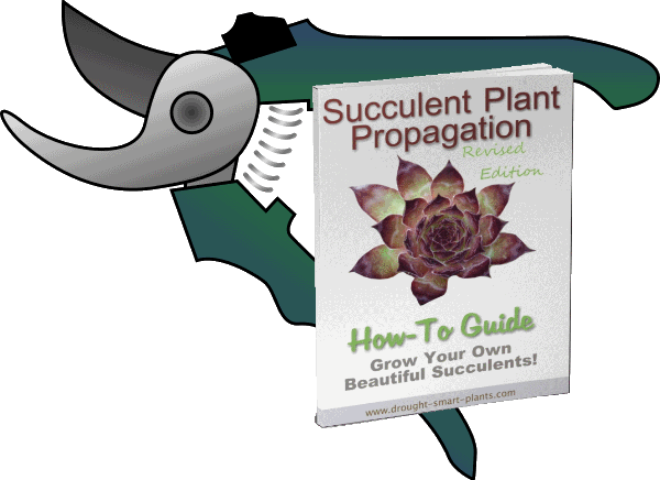 Succulent Plant Propagation How-to Guide, Revised Edition - Pruning Shears Clipart (600x436), Png Download