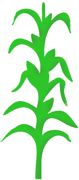 Index Of Files Uploads Group Cornstalkclipartpng - My Wonderful Walls Cornstalk Stencil (600x600), Png Download