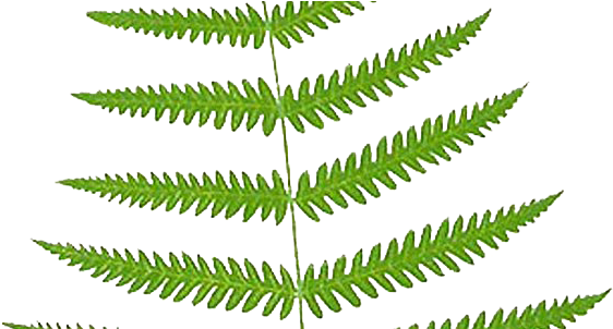 Fern (575x301), Png Download