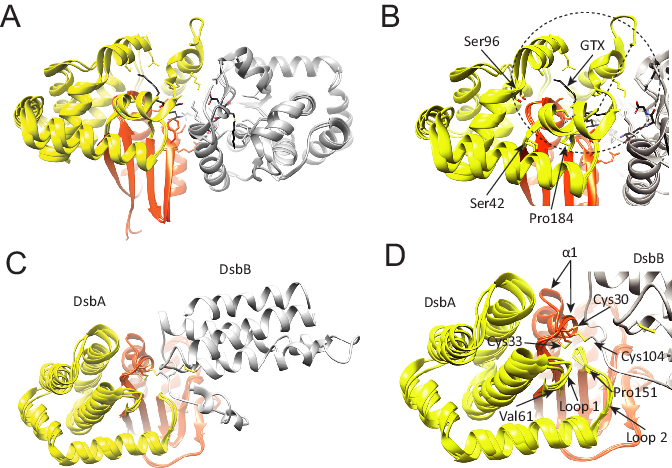 Structural Location Of The -helical Subdomain In Gst - Glutathione S-transferase (672x468), Png Download