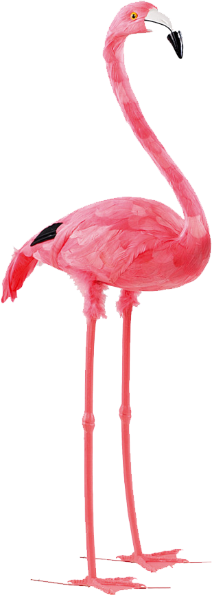 Flamingo (904x904), Png Download