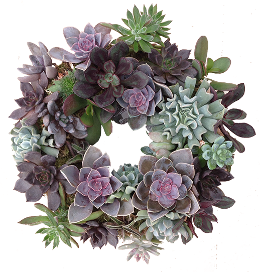 Succulent-wreath - Artificial Flower (517x600), Png Download