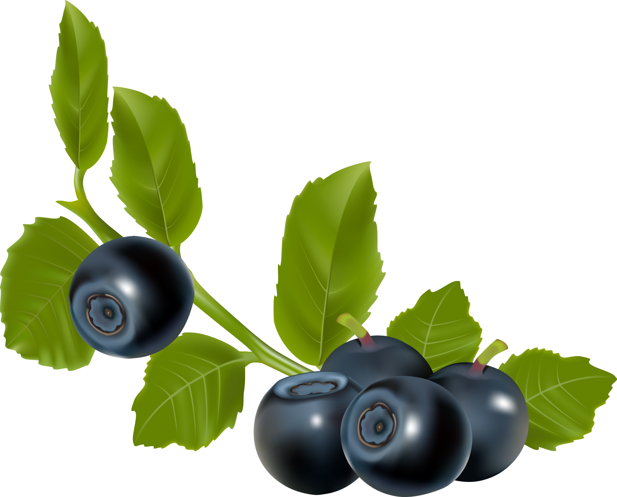 Ягода Черника - Blueberry Vector (2000x1612), Png Download