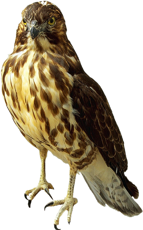 Prairie Falcon Clipart Transparent - Falcon Png (513x800), Png Download