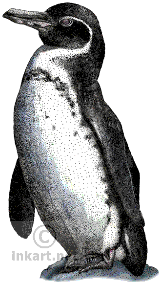 Galapagos Penguin Art Decal - Galapagos Penguin Throw Blanket (339x590), Png Download