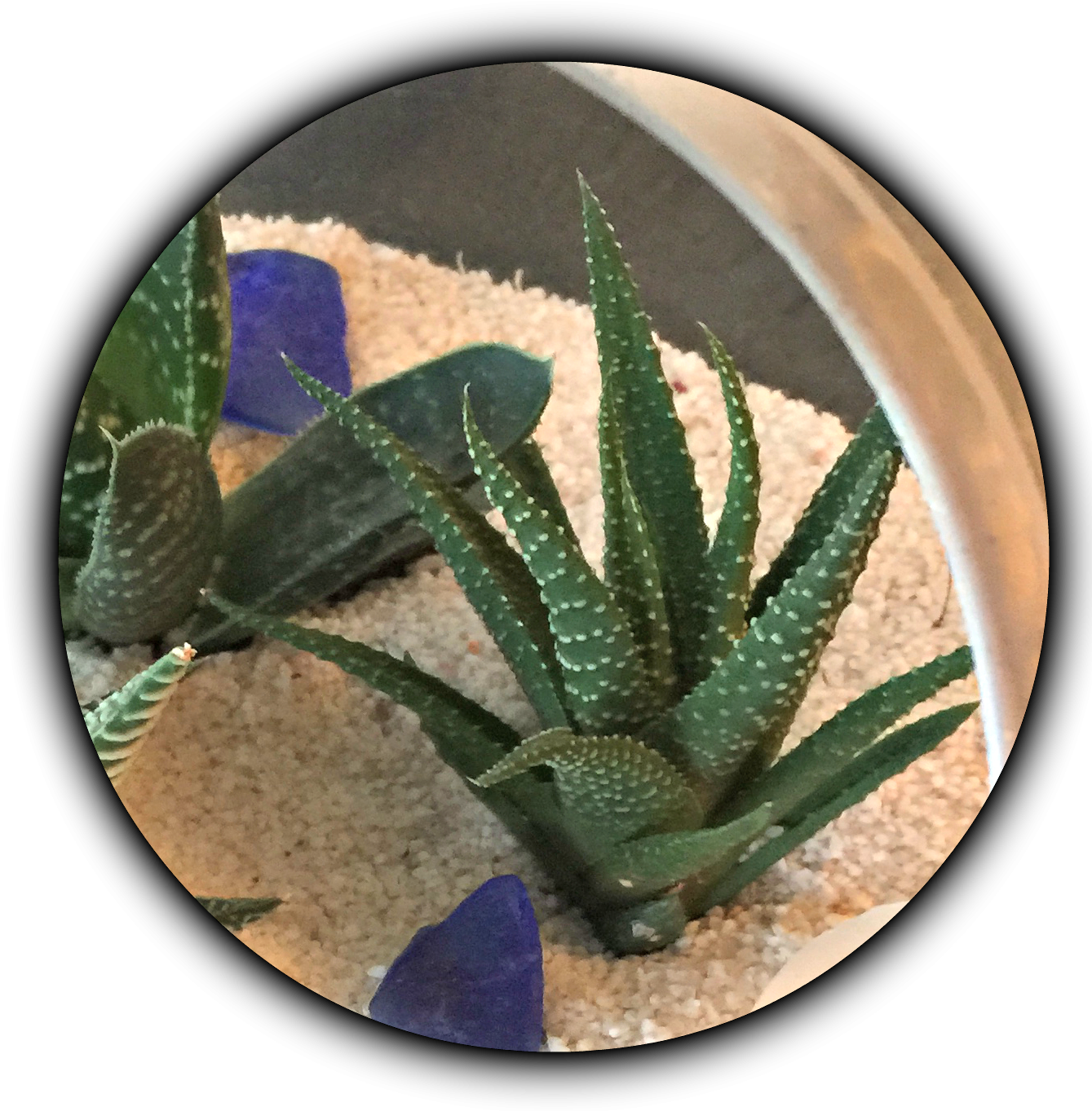 Haworthia New - Drawing (1348x1389), Png Download