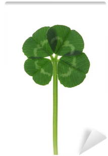 Dört Yapraklı Yonca Duvar Kağıdı (400x400), Png Download