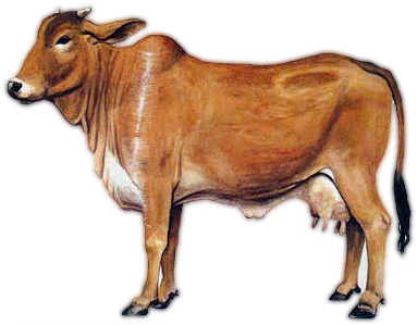 Sahiwal Cow Png Image - A2 Milk Cow (504x432), Png Download