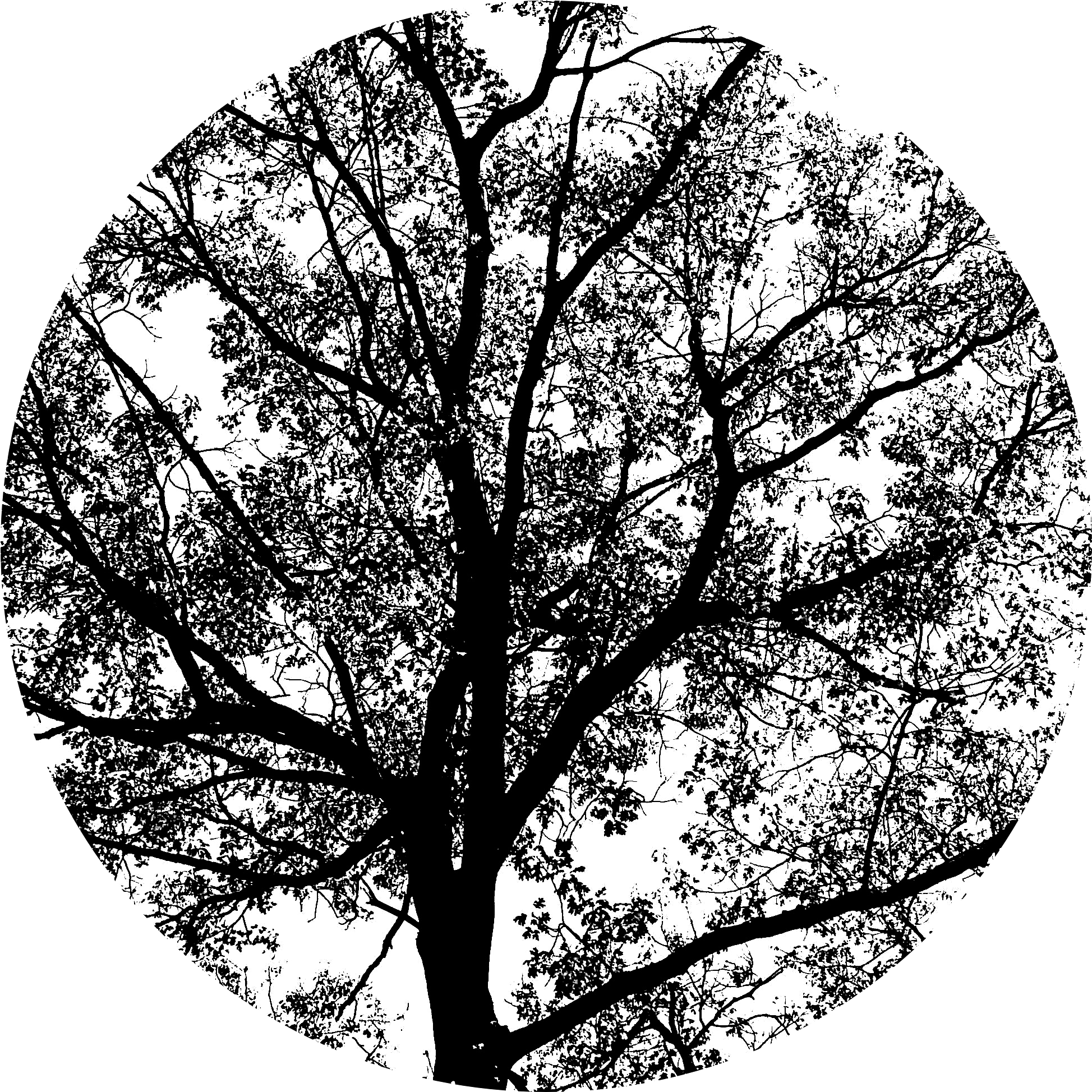 Spring Oak Tree Png - Frühlings-eichen-grün-natur-szene Mauspads (2731x2048), Png Download