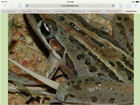 Catches Bugs With Its Long Stretchy Tongue - Rocket Frog (480x558), Png Download