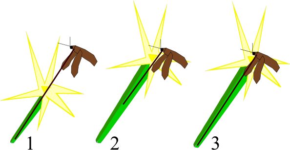 Moth And Orchid Coevolution (593x325), Png Download