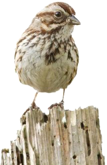 Early Bird Reward - Song Sparrow (372x332), Png Download