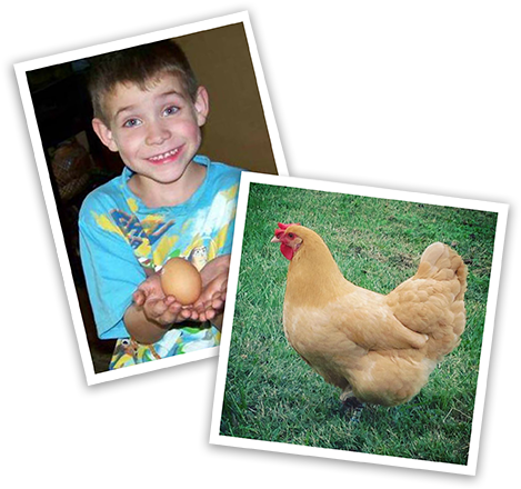 Image Of Local Chicken Enthusiasts From Contest - Chicken (475x475), Png Download