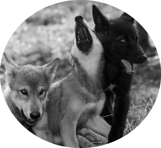 Dogs Wolf Pup Howls Puppies Howling Black Animals Wolves - Wolves Pup Howling (534x489), Png Download